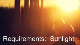 Requirements: Sunlight
 