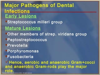 Copyright 2003, Elsevier Science (USA). All rights reserved.
Major Pathogens of Dental
Infections
Early Lesions
Streptococcus milleri group
Mature Lesions
Other members of strep. viridans group
Peptostreptococcus
Prevotella
Porphyromonas
Fusobacteria
Hence, aerobic and anaerobic Gram+cocci
and anaerobic Gram-rods play the major
role.
 