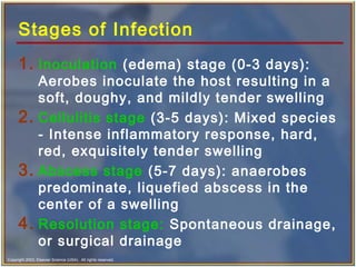 Copyright 2003, Elsevier Science (USA). All rights reserved.
Stages of Infection
1. Inoculation (edema) stage (0-3 days):
Aerobes inoculate the host resulting in a
soft, doughy, and mildly tender swelling
2. Cellulitis stage (3-5 days): Mixed species
- Intense inflammatory response, hard,
red, exquisitely tender swelling
3. Abscess stage (5-7 days): anaerobes
predominate, liquefied abscess in the
center of a swelling
4. Resolution stage: Spontaneous drainage,
or surgical drainage
 