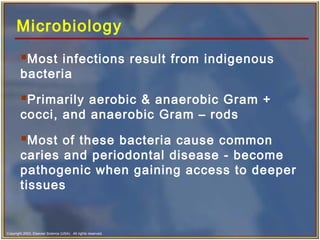 Copyright 2003, Elsevier Science (USA). All rights reserved.
Microbiology
Most infections result from indigenous
bacteria
Primarily aerobic & anaerobic Gram +
cocci, and anaerobic Gram – rods
Most of these bacteria cause common
caries and periodontal disease - become
pathogenic when gaining access to deeper
tissues
 