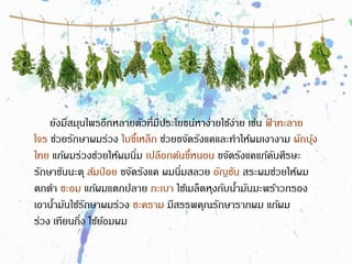 ยังมีสมุนไพรอีกหลายตัวที่มีประโยชน์หาง่ายใช้ง่าย เช่น ฟ้ าทะลาย
โจร ช่วยรักษาผมร่วง ใบขี้เหล็ก ช่วยขจัดรังแคและทาให้ผมเงางาม ผักบุ้ง
ไทย แก้ผมร่วงช่วยให้ผมนิ่ม เปลือกต้นขี้หนอน ขจัดรังแคแก้คันศีรษะ
รักษาชันนะตุ ส้มป่อย ขจัดรังแค ผมนิ่มสลวย อัญชัน สระผมช่วยให้ผม
ดกดา ชะอม แก้ผมแตกปลาย กะเบา ใช้เมล็ดหุงกับน้ามันมะพร้าวกรอง
เอาน้ามันใช้รักษาผมร่วง ชะคราม มีสรรพคุณรักษารากผม แก้ผม
ร่วง เทียนกิ่ง ใช้ย้อมผม
 