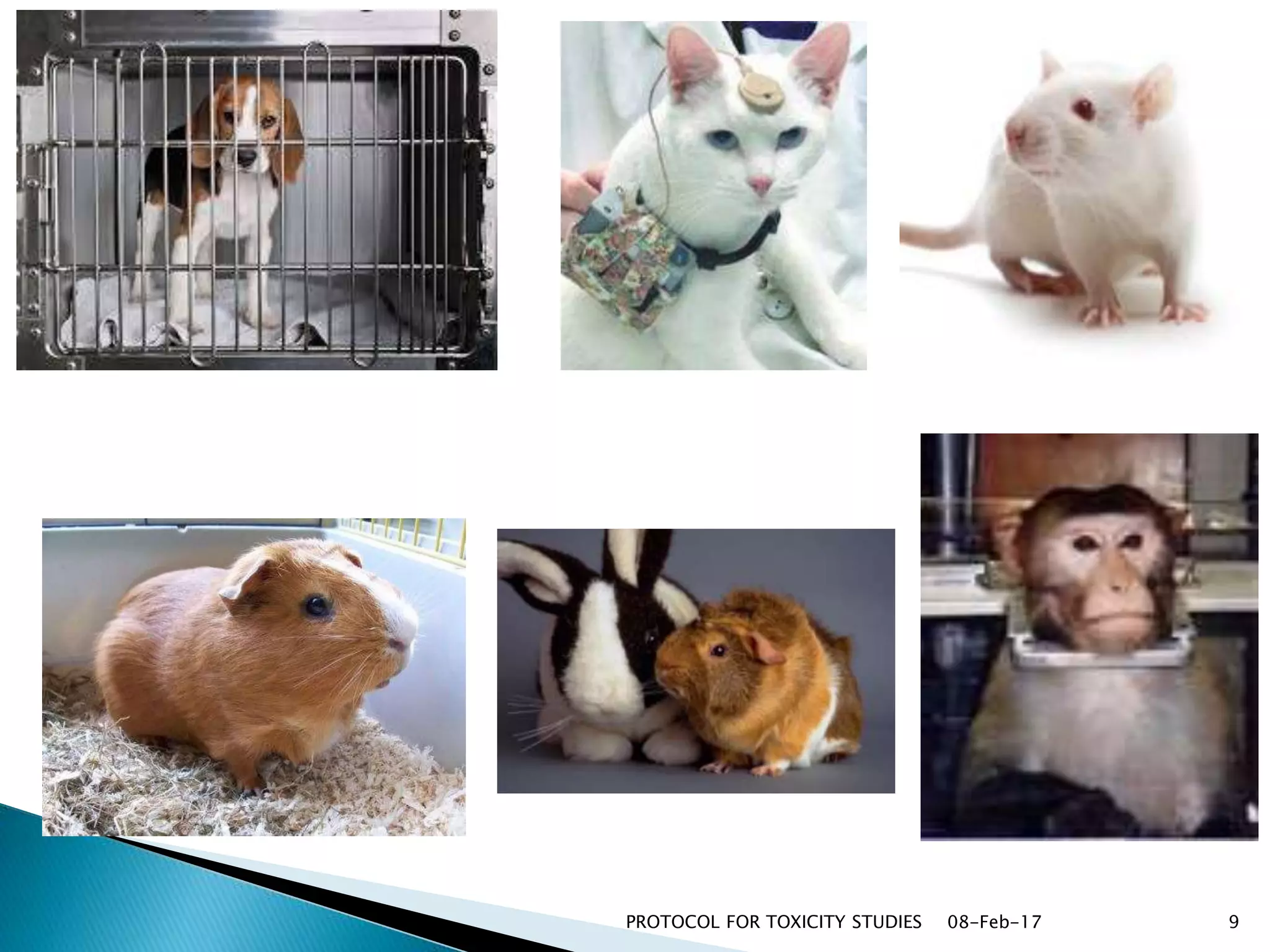 08-Feb-17PROTOCOL FOR TOXICITY STUDIES 9
 