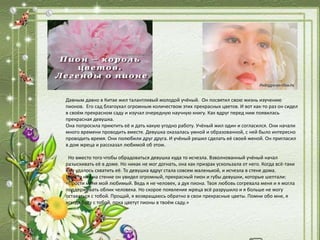Давным давно в Китае жил талантливый молодой учёный. Он посвятил свою жизнь изучению
пионов. Его сад благоухал огромным количеством этих прекрасных цветов. И вот как-то раз он сидел
в своём прекрасном саду и изучал очередную научную книгу. Как вдруг перед ним появилась
прекрасная девушка.
Она попросила приютить её и дать какую угодно работу. Учёный жил один и согласился. Они начали
много времени проводить вместе. Девушка оказалась умной и образованной, с ней было интересно
проводить время. Они полюбили друг друга. И учёный решил сделать её своей женой. Он пригласил
в дом жреца и рассказал любимой об этом.
Но вместо того чтобы обрадоваться девушка куда то исчезла. Взволнованный учёный начал
разыскивать её в доме. Но никак не мог догнать, она как призрак ускользала от него. Когда всё-таки
ему удалось схватить её. То девушка вдруг стала совсем маленькой, и исчезла в стене дома.
Вместо неё на стенке он увидел огромный, прекрасный пион и губы девушки, которые шептали:
«Прости меня мой любимый. Ведь я не человек, а дух пиона. Твоя любовь согревала меня и я могла
поддерживать облик человека. Но скорое появление жреца всё разрушило и я больше не могу
оставаться с тобой. Прощай, я возвращаюсь обратно в свои прекрасные цветы. Помни обо мне, я
всегда буду с тобой, пока цветут пионы в твоём саду.»
 