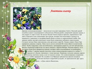 Анютины глазки
Древняя легенда рассказывает – жила когда-то на свете красавица Анюта. Она всей душой
полюбила своего хладнокровного соблазнителя. Юноша разбил доверчивой девушке сердце, и
она умерла от горя и тоски. На могиле бедной Анюты выросли фиалки, окрашенные в три
цвета. Каждый из них олицетворял три чувства, которые она испытывала: надежду на
взаимность, удивление от несправедливой обиды и печаль от неразделённой любви. Для
древних греков тир цвета анютиных глазок были символами любовного треугольника.
Согласно легенде Зевсу приглянулась дочь аргосского царя Ио. Однако супруга Зевса Гера
превратила девушку в корову. Лишь после долгих скитаний Ио снова обрела человеческий
облик. Чтобы порадовать свою возлюбленную, громовержец вырастил для неё трёхцветные
фиалки. В римской мифологии эти цветы связаны с образом Венеры. Римляне верили, что в
анютины глазки боги превратили мужчин, которые тайно подсматривали за купающейся
богиней любви. С древних времён анютины глазки символизировали верность в любви. У
многих народов ест обычаи, связанные с этими цветами. Например, польские девушки дарили
возлюбленному анютины глазки, если тот надолго уезжал. Это символизировало сохранение
верности и любви дарившей. Не случайно и во Франции трёхцветные фиалки называли
«цветами на память». В Англии они были «сердечной усладой», их преподносили друг другу
возлюбленные 14 февраля – в День святого Валентина.
 