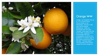 Orange 🍊🍊
orange - an evergreen tree up
to 7-12 m kind of citrus
(Citrus) family of rue
(Rutaceae), unknown in the
wild, and his results.
Motherland - India and
Southeast Asia.The word
"orange" is borrowed from the
Dutch; NED. appelsien (now
increasingly used form
sinaasappel), as well as him.
Apfelsine, is a carbon copy of
the French. pomme de Chine
(literally - "Chinese apple";
now the name of the French
ousted the word orange) [1].
 