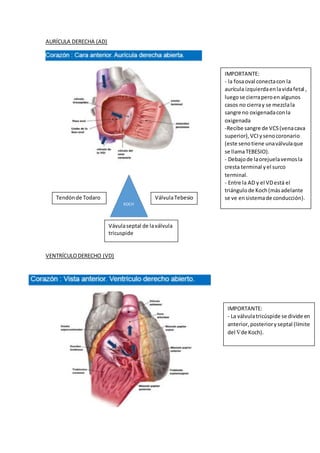 AURÍCULA DERECHA (AD)
VENTRÍCULODERECHO (VD)
IMPORTANTE:
- la fosaoval conectacon la
aurícula izquierdaenlavidafetal ,
luegose cierraperoen algunos
casos no cierray se mezclala
sangre no oxigenadaconla
oxigenada
-Recibe sangre de VCS(venacava
superior),VCIysenocoronario
(este senotiene unaválvulaque
se llamaTEBESIO).
- Debajode laorejuelavemosla
cresta terminal yel surco
terminal.
- Entre la AD y el VDestá el
triángulode Koch(másadelante
se ve ensistemade conducción).
IMPORTANTE:
- La válvulatricúspide se divide en
anterior,posterioryseptal (límite
del de Koch).
KOCH
Tendónde Todaro VálvulaTebesio
Vávulaseptal de laválvula
tricuspide
 