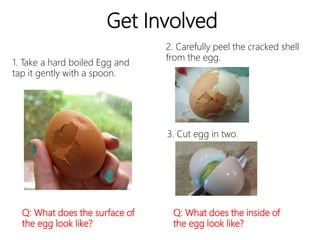 Get Involved
1. Take a hard boiled Egg and
tap it gently with a spoon.
2. Carefully peel the cracked shell
from the egg.
Q: What does the surface of
the egg look like?
3. Cut egg in two.
Q: What does the inside of
the egg look like?
 