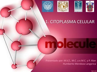 1. CITOPLASMA CELULAR
Presentado por: M.V.Z., M.C. y e.M.C. y P. Alan
Humberto Mendoza Langarica
 
