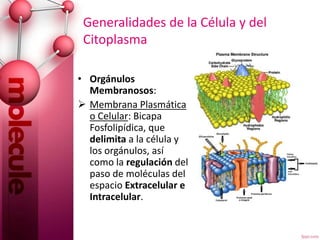 Generalidades de la Célula y del
Citoplasma
• Orgánulos
Membranosos:
 Membrana Plasmática
o Celular: Bicapa
Fosfolipídica, que
delimita a la célula y
los orgánulos, así
como la regulación del
paso de moléculas del
espacio Extracelular e
Intracelular.
 