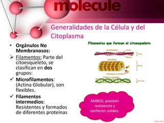 Generalidades de la Célula y del
Citoplasma
• Orgánulos No
Membranosos:
 Filamentos: Parte del
citoesqueleto, se
clasifican en dos
grupos:
 Microfilamentos:
(Actina Globular), son
flexibles.
 Filamentos
intermedios:
Resistentes y formados
de diferentes proteínas
AMBOS, proveen
resistencia y
confieren solidez.
 