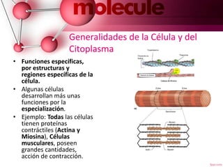 Generalidades de la Célula y del
Citoplasma
• Funciones específicas,
por estructuras y
regiones específicas de la
célula.
• Algunas células
desarrollan más unas
funciones por la
especialización.
• Ejemplo: Todas las células
tienen proteínas
contráctiles (Actina y
Miosina), Células
musculares, poseen
grandes cantidades,
acción de contracción.
 