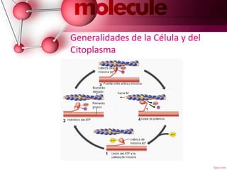 Generalidades de la Célula y del
Citoplasma
 