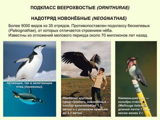 ПОДКЛАСС ВЕЕРОХВОСТЫЕ (ORNITHURAE)
НАДОТРЯД НОВОНЁБНЫЕ (NEOGNATHAE)
Более 9000 видов из 35 отрядов. Противопоставлен подклассу бескилевых
(Paleognathae), от которых отличается строением нёба.
Известны из отложений мелового периода около 70 миллионов лет назад.
Новонёбные включают какНовонёбные включают как
летающих, так и нелетающихлетающих, так и нелетающих
птицптиц (пингвины).(пингвины).
Наиболее крупныйНаиболее крупный
представитель новонёбных –представитель новонёбных –
кондоркондор величиной до 1,3величиной до 1,3
метра и с размахом крыльевметра и с размахом крыльев
до 3,2 метрадо 3,2 метра
Наименьший вид —Наименьший вид —
колибри-пчёлкаколибри-пчёлка
(Mellisuga helenae)(Mellisuga helenae)
длиной почти 7 см идлиной почти 7 см и
весом менее 2 г.весом менее 2 г.
 
