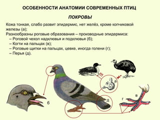 ОСОБЕННОСТИ АНАТОМИИ СОВРЕМЕННЫХ ПТИЦ
ПОКРОВЫ
Кожа тонкая, слабо развит эпидермис, нет желёз, кроме копчиковой
железы (а);
Разнообразны роговые образования – производные эпидермиса:
– Роговой чехол надклювья и подклювья (б);
– Когти на пальцах (в);
– Роговые щитки на пальцах, цевке, иногда голени (г);
– Перья (д).
а
б
в
гд
!!!
Х
 