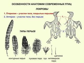 ОСОБЕННОСТИ АНАТОМИИ СОВРЕМЕННЫХ ПТИЦ
ПОКРОВЫ
2. Аптерии – участки тела, без перьев
1. Птерилии – участки тела, покрытые перьями
контурные перья пуховое перо пух нитевидное
перо
щетинка
1.
2.ТИПЫ ПЕРЬЕВ
 