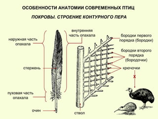 ОСОБЕННОСТИ АНАТОМИИ СОВРЕМЕННЫХ ПТИЦ
ПОКРОВЫ. СТРОЕНИЕ КОНТУРНОГО ПЕРА
очин
стержень
наружная часть
опахала
внутренняя
часть опахала
пуховая часть
опахала
ствол
бородки первого
порядка (бородки)
бородки второго
порядка
(бородочки)
крючочки
Х
 