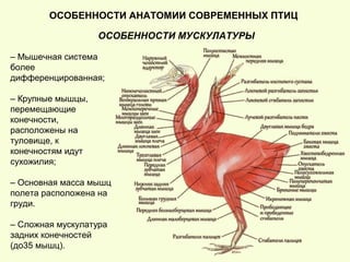 ОСОБЕННОСТИ АНАТОМИИ СОВРЕМЕННЫХ ПТИЦ
ОСОБЕННОСТИ МУСКУЛАТУРЫ
– Мышечная система
более
дифференцированная;
– Крупные мышцы,
перемещающие
конечности,
расположены на
туловище, к
конечностям идут
сухожилия;
– Основная масса мышц
полета расположена на
груди.
– Сложная мускулатура
задних конечностей
(до35 мышц).
 