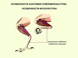ОСОБЕННОСТИ АНАТОМИИ СОВРЕМЕННЫХ ПТИЦ
ОСОБЕННОСТИ МУСКУЛАТУРЫ
сухожилие глубокого
сгибателя пальцев
 
