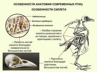 ОСОБЕННОСТИ АНАТОМИИ СОВРЕМЕННЫХ ПТИЦ
ОСОБЕННОСТИ СКЕЛЕТА
– Особое строение
скелета конечностей и
их поясов, связанное с
адаптацией к полёту;
– Легкость костей
скелета благодаря
пневматичности
большинства костей;
– Прочность
скелета благодаря
срастанию
большинства костей.
Костные трабекулы
Воздушные полости
Надкостница
 