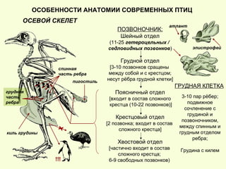 ОСОБЕННОСТИ АНАТОМИИ СОВРЕМЕННЫХ ПТИЦ
ОСЕВОЙ СКЕЛЕТ
ПОЗВОНОЧНИК:
Шейный отдел
(11-25 гетероцельных /
седловидных позвонков)
Грудной отдел
[3-10 позвонков сращены
между собой и с крестцом;
несут рёбра грудной клетки]
Поясничный отдел
[входит в состав сложного
крестца (10-22 позвонков)]
Крестцовый отдел
[2 позвонка; входит в состав
сложного крестца]
Хвостовой отдел
[частично входит в состав
сложного крестца;
6-9 свободных позвонков)
ГРУДНАЯ КЛЕТКА
пигостиль
эпистрофей
атлант
3-10 пар рёбер;
подвижное
сочленение с
грудиной и
позвоночником,
между спинным и
грудным отделом
ребра;
Грудина с килем
х
!!!
киль грудины
спинная
часть ребра
грудная
часть
ребра
 