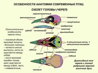 ОСОБЕННОСТИ АНАТОМИИ СОВРЕМЕННЫХ ПТИЦ
СКЕЛЕТ ГОЛОВЫ (ЧЕРЕП)
4 затылочные кости, 1
затылочный мыщелок
теменные
чашуйчатые
лобные
носовые
нёбные
крыловидные
клиновидная
сошник
межчелюстные
верхнечелюстные
скуловые квадратно-скуловые
зубная сочленовная
венечная
угловая
квадратная
Диапсидный тип
черепа с полной
редукцией верхней
височной дуги
Отличительные
особенности
черепа птиц.
– огромный объем
мозговой полости;
–большие глазницы;
– челюсти сильно
вытянуты, кости их
срастаются между
собой;
– кости мозговой
коробки тонкие,
рано срастаются
между собой, часть
– пневматичные.
 