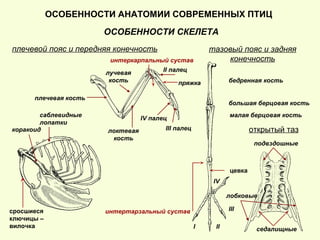 ОСОБЕННОСТИ АНАТОМИИ СОВРЕМЕННЫХ ПТИЦ
ОСОБЕННОСТИ СКЕЛЕТА
плечевой пояс и передняя конечность тазовый пояс и задняя
конечность
интертарзальный сустав
интеркарпальный сустав
открытый таз
саблевидные
лопатки
сросшиеся
ключицы –
вилочка
пряжка
цевка
коракоид
II палец
III палец
IV палец
плечевая кость
лучевая
кость
локтевая
кость
бедренная кость
большая берцовая кость
малая берцовая кость
II
III
IV
I
подвздошные
седалищные
лобковые
 