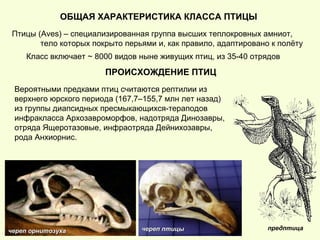 ОБЩАЯ ХАРАКТЕРИСТИКА КЛАССА ПТИЦЫ
Птицы (Aves) – специализированная группа высших теплокровных амниот,
тело которых покрыто перьями и, как правило, адаптировано к полёту
Класс включает ~ 8000 видов ныне живущих птиц, из 35-40 отрядов
ПРОИСХОЖДЕНИЕ ПТИЦ
Вероятными предками птиц считаются рептилии из
верхнего юрского периода (167,7–155,7 млн лет назад)
из группы диапсидных пресмыкающихся-тераподов
инфракласса Архозавроморфов, надотряда Динозавры,
отряда Ящеротазовые, инфраотряда Дейнихозавры,
рода Анхиорнис.
предптицачереп орнитозухачереп орнитозуха череп птицычереп птицы
 
