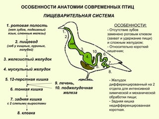 ПИЩЕВАРИТЕЛЬНАЯ СИСТЕМА
1. ротовая полость
(нет зубов, подвижный
язык, слюнные железы)
4. мускульный желудок
2. пищевод
(зоб у хищных, куриных,
голубей)
3. железистый желудок
5. 12-перстная кишка
6. тонкая кишка
7. задняя кишка
с 2 слепыми выростами
8. клоака
1.
2.
3.
4.
6.
7.
9. печень,
10. поджелудочная
железа
9.
8.
ОСОБЕННОСТИ АНАТОМИИ СОВРЕМЕННЫХ ПТИЦ
зоб
5.
10.
ОСОБЕННОСТИ:
- Отсутствие зубов
заменено роговым клювом
(захват и удержание пищи)
и сложным желудком;
- Относительно короткий
кишечник;
- Желудок
дифференцированный на 2
отдела для интенсивной
химической и механической
обработки пищи;
- Задняя кишка
недифференцированная
короткая.
 