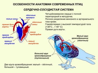 СЕРДЕЧНО-СОСУДИСТАЯ СИСТЕМА
ОСОБЕННОСТИ АНАТОМИИ СОВРЕМЕННЫХ ПТИЦ
правая дуга
аорты
левый
желудочек
левое
предсердие
лёгочные
вены
полые вены
лёгочные
артерии
правый
желудочек
правое
предсердие
Большой круг
кровообращения
(туловищный)
Малый круг
кровообращения
(легочный)
Четырёхкамерное сердце с полной
перегородкой в желудочке.
Полное разделение венозного и артериального
тока крови.
Гомойотермия с высокой температурой тела
(+38°С…+ 40° С)
Правая дуга аорты.
Два круга кровообращения: малый – лёгочный;
большой – туловищный.
 