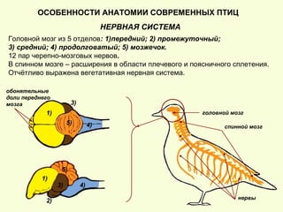 НЕРВНАЯ СИСТЕМА
Головной мозг из 5 отделов: 1)передний; 2) промежуточный;
3) средний; 4) продолговатый; 5) мозжечок.
12 пар черепно-мозговых нервов.
В спинном мозге – расширения в области плечевого и поясничного сплетения.
Отчётливо выражена вегетативная нервная система.
головной мозг
ОСОБЕННОСТИ АНАТОМИИ СОВРЕМЕННЫХ ПТИЦ
1)
1)
2)
3)
3)
4)
4)
5)
5)
спинной мозг
нервы
обонятельные
доли переднего
мозга
 