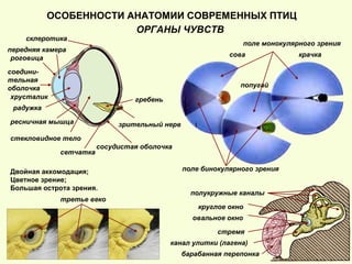 ОРГАНЫ ЧУВСТВ
роговица
хрусталик
радужка
ресничная мышца
стекловидное тело
склеротика
сосудистая оболочка
сетчатка
зрительный нерв
ОСОБЕННОСТИ АНАТОМИИ СОВРЕМЕННЫХ ПТИЦ
соедини-
тельная
оболочка
передняя камера
гребень
сова
попугай
крачка
поле бинокулярного зрения
поле монокулярного зрения
Двойная аккомодация;
Цветное зрение;
Большая острота зрения.
барабанная перепонка
стремя
полукружные каналы
круглое окно
овальное окно
канал улитки (лагена)
третье веко
 