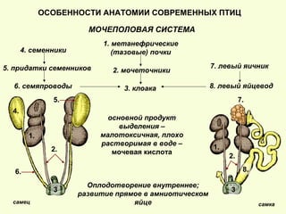 МОЧЕПОЛОВАЯ СИСТЕМА
самкасамец
1. метанефрические
(тазовые) почки
2. мочеточники
3. клоака
4. семенники
5. придатки семенников
6. семяпроводы
7. левый яичник
8. левый яйцевод
основной продукт
выделения –
малотоксичная, плохо
растворимая в воде –
мочевая кислота
Оплодотворение внутреннее;
развитие прямое в амниотическом
яйце
1.
33
1.
4.
2.
5.
2.
6.
7.
8.
ОСОБЕННОСТИ АНАТОМИИ СОВРЕМЕННЫХ ПТИЦ
 