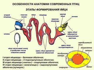 ЭТАПЫ ФОРМИРОВАНИЯ ЯЙЦА
ОСОБЕННОСТИ АНАТОМИИ СОВРЕМЕННЫХ ПТИЦ
I
II
III
IV
I отдел яйцевода – белковая оболочка;
II отдел яйцевода – 2 подскорлуповые оболочки;
III отдел яйцевода («матка») – скорлуповая оболочка;
IV отдел яйцевода ( «влагалище») – надскорлуповая
оболочка (кутикула.)
яйцеклетка
зародышевый
диск
белок
халазы
воздушная
камера
скорлупа
 