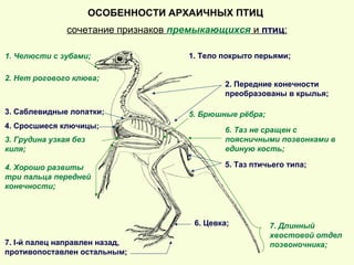 ОСОБЕННОСТИ АРХАИЧНЫХ ПТИЦ
сочетание признаков премыкающихся и птиц:
1. Тело покрыто перьями;
2. Передние конечности
преобразованы в крылья;
3. Саблевидные лопатки;
4. Сросшиеся ключицы;
5. Таз птичьего типа;
6. Цевка;
7. I-й палец направлен назад,
противопоставлен остальным;
1. Челюсти с зубами;
2. Нет рогового клюва;
3. Грудина узкая без
киля;
5. Брюшные рёбра;
7. Длинный
хвостовой отдел
позвоночника;
4. Хорошо развиты
три пальца передней
конечности;
6. Таз не сращен с
поясничными позвонками в
единую кость;
 
