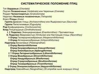 СИСТЕМАТИЧЕСКОЕ ПОЛОЖЕНИЕ ПТИЦ
Тип Хордовые (Chordata)
Подтип Позвоночные (Vertebrata) или Черепные (Craniata)
Раздел Челюстноротые (Gnatostomata)
Надкласс Наземные позвоночные (Tetrapoda)
Класс Птицы (Aves)
Группа Древние птицы (Archaeornithes) или Ящерохвостые (Saururae)
Группа Пигостилиевые (Pygostylia)
Род Конфуциорнисы (Confuciusornis)
Клад Птицегрудные (Ornithothoraces)
I. † Подкласс Энанциорнисовые (Enantiornithes) / Противоптицы
II. Подкласс Веерохвостые (Orniturae) или Настоящие птицы (Neornithes)
† Отряд Гесперорнисообразные (Hesperornithiformes)
† Отряд Ихтиорнисообразные (Ichtyornithiformes)
Надотряд Бескилевые (Palaeognathae)
† Отряд Remiornithiformes
Отряд Казуарообразные (Casuariiformes)
Отряд Кивиобразные (Apterygiformes)
† ? Отряд Литорнитообразные (Lithornithiformes)
† Отряд Моаобразные (Dinornithiformes)
Отряд Нандуобразные (Rheiformes)
Отряд Страусообразные (Struthioniformes)
Отряд Тинамуобразные (Tinamiformes)
† Отряд Эпиорнисообразные (Aepyornithiformes)
Надотряд Новонёбные (Neognathae) (35 отрядов ныне живущих птиц)
 