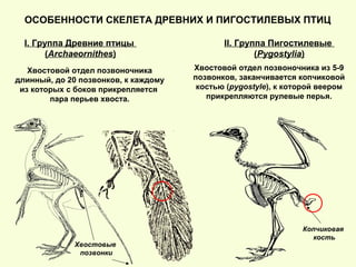 ОСОБЕННОСТИ СКЕЛЕТА ДРЕВНИХ И ПИГОСТИЛЕВЫХ ПТИЦ
I. Группа Древние птицы
(Archaeornithes)
II. Группа Пигостилевые
(Pygostylia)
Хвостовой отдел позвоночника
длинный, до 20 позвонков, к каждому
из которых с боков прикрепляется
пара перьев хвоста.
Хвостовой отдел позвоночника из 5-9
позвонков, заканчивается копчиковой
костью (pygostyle), к которой веером
прикрепляются рулевые перья.
Копчиковая
кость
Хвостовые
позвонки
 