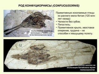 РОД КОНФУЦИОРНИСЫ (CONFUCIUSORNIS)
Confuciusornis sanctus на
экспозиции Китайского музея
палеозоологии
Confuciusornis sanctus на
экспозиции в Гонконгском
естественнонаучном музее
Примитивные ископаемые птицы
из раннего мела Китая (120 млн
лет назад):
• Челюсти без зубов;
• Пигостиль;
• Примитивное крыло, хвостовое
оперение, грудина – не
способен к машущему полету.
 