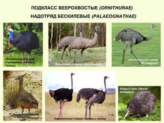 ПОДКЛАСС ВЕЕРОХВОСТЫЕ (ORNITHURAE)
НАДОТРЯД БЕСКИЛЕВЫЕ (PALAEOGNATHAE)
Обыкновенный нанду
(Ю.Америка)
Шлемоносный казуар
(Австралия, о. Новой
Гвинеи)
Эму (самец и самка) (Австралия)
Африканский страус (самец и самка)
Хохлатый тинамуХохлатый тинаму
(Ю.Америка)(Ю.Америка)
Южный киви (Новая
Зеландия)
 
