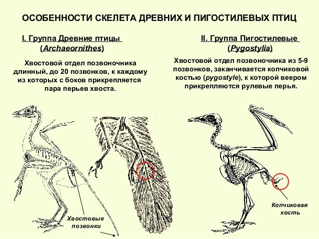 Типы развития птиц. Форма эволюции птиц. Что связано с высоким развитием у птиц. Характеристика класса птицы.