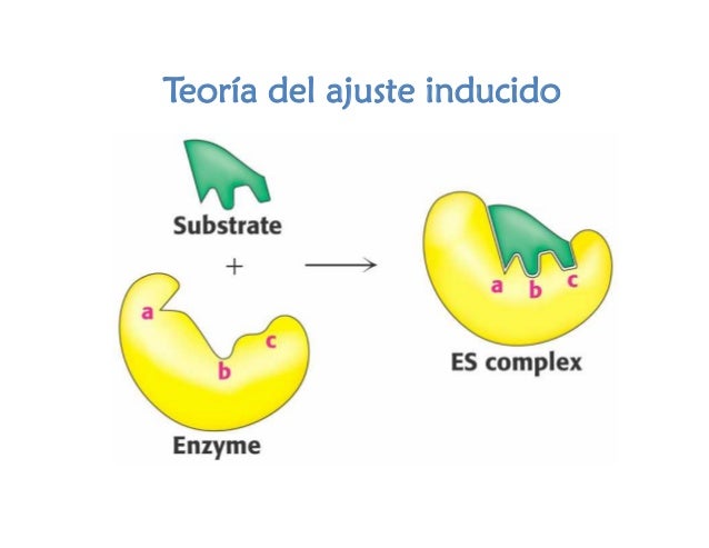 Enzimas 24470