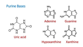 Nucleic acids - Introduction | PPTX