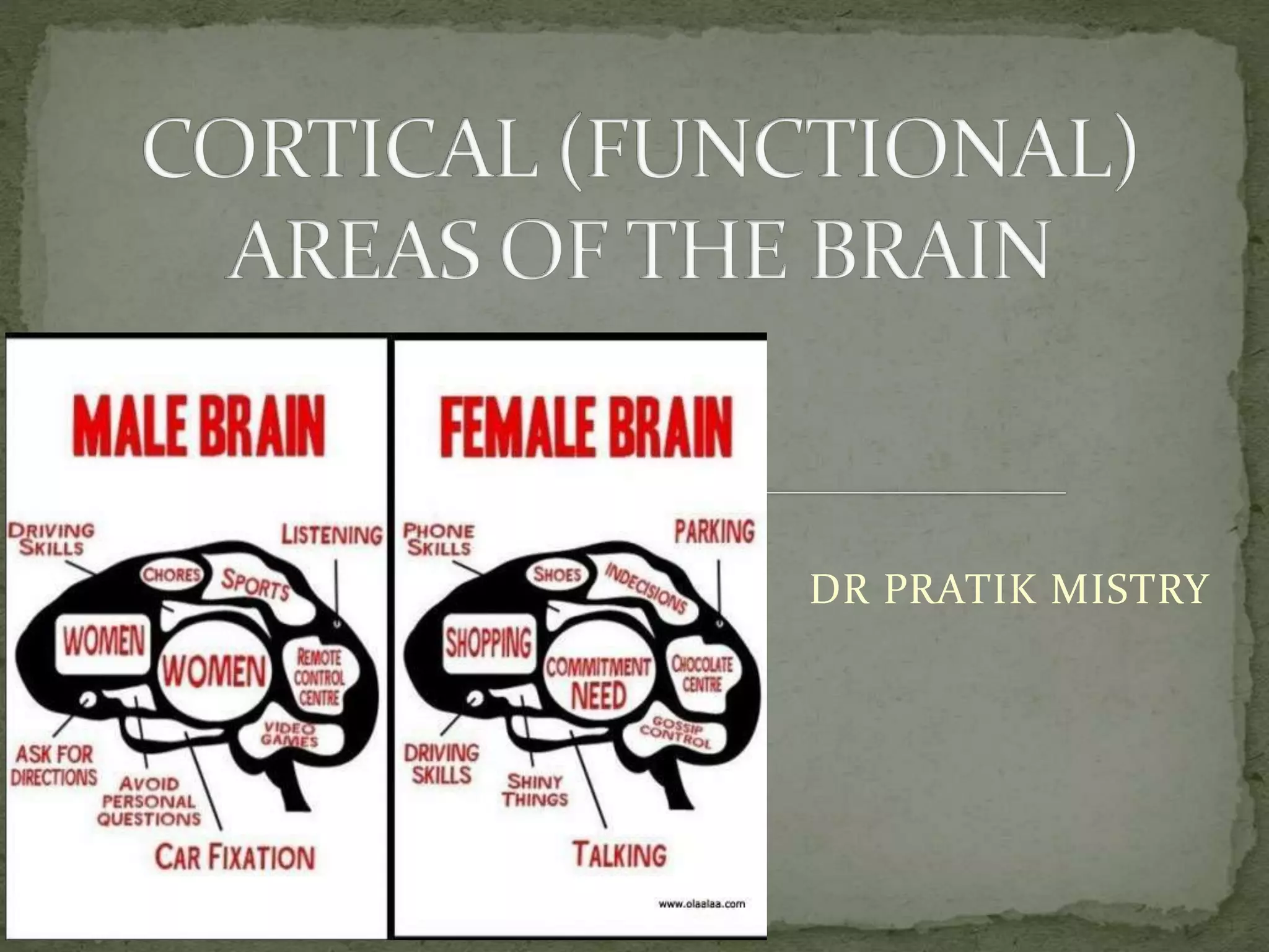 Cortical areas of brain | PPTX