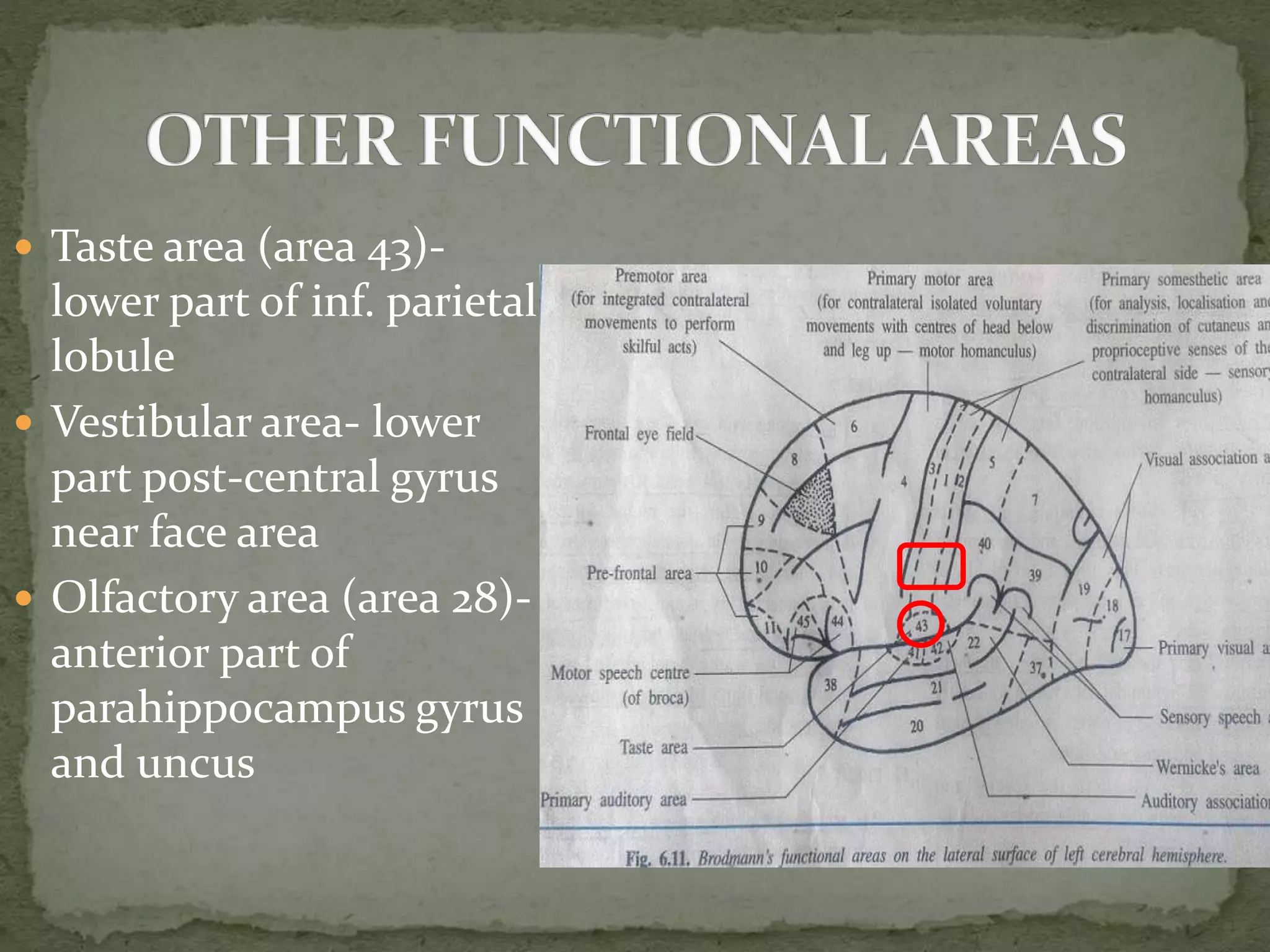 Cortical areas of brain | PPTX