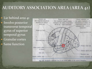 Cortical areas of brain | PPTX