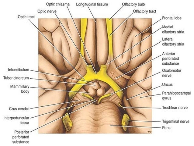 Image result for Mammillary bodies Oculomotor nerve Infundibulum stalk Tuber cinereum Posterior perforated substance