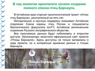 В год экологии орнитологи начали создание
полного списка птиц Барнаула.
В Алтайском крае стартует орнитологический проект «Атлас
птиц Барнаула», рассчитанный на пять лет.
Методическую и научную поддержку оказывают Алтайское
отделение Союза охраны птиц России и специалисты
биологического факультета АлтГУ, Алтайское региональное
отделение Русского географического общества.
Все получаемые данные будут публиковать в открытом
доступе. Организаторы запустили официальный сайт проекта
«Птицы Барнаула». Здесь доступны не только материалы о
ходе проекта, но и интересные архивные данные о птицах
Барнаула.
 