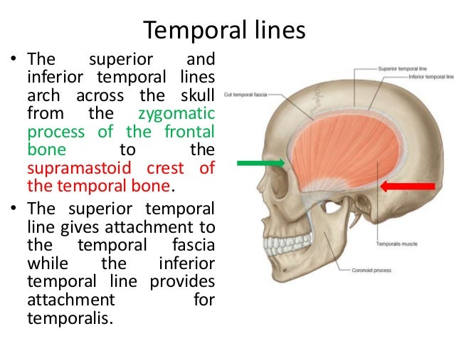 Anatomy Of Temporal Region