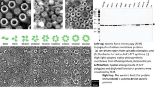 Left top: Atomic force microscopy (AFM)
topographs of native membrane proteins
(a) Ion-driven rotors from spinach chloroplast and
(b) Illyobacter tartaricus FoF1-ATP synthase (c)
High-light-adapted native photosynthetic
membrane from Rhodospirillum photometricum.
Left bottom: Spatial arrangements of GFP
polygons and displayed functional proteins were
visualized by TEM.
Right top: The western blot (the protein
immunoblot) is used to detect specific
proteins
 