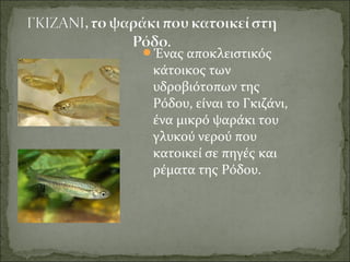Ένας αποκλειστικός
κάτοικος των
υδροβιότοπων της
Ρόδου, είναι το Γκιζάνι,
ένα μικρό ψαράκι του
γλυκού νερού που
κατοικεί σε πηγές και
ρέματα της Ρόδου.
 