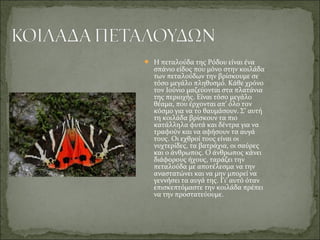  Η πεταλούδα της Ρόδου είναι ένα 
σπάνιο είδος που μόνο στην κοιλάδα 
των πεταλούδων την βρίσκουμε σε 
τόσο μεγάλο πληθυσμό. Κάθε χρόνο 
τον Ιούνιο μαζεύονται στα πλατάνια 
της περιοχής. Είναι τόσο μεγάλο 
θέαμα, που έρχονται απ’ όλο τον 
κόσμο για να το θαυμάσουν. Σ’ αυτή 
τη κοιλάδα βρίσκουν τα πιο 
κατάλληλα φυτά και δέντρα για να 
τραφούν και να αφήσουν τα αυγά 
τους. Οι εχθροί τους είναι οι 
νυχτερίδες, τα βατράχια, οι σαύρες 
και ο άνθρωπος. Ο άνθρωπος κάνει 
διάφορους ήχους, ταράζει την 
πεταλούδα με αποτέλεσμα να την 
αναστατώνει και να μην μπορεί να 
γεννήσει τα αυγά της. Γι’ αυτό όταν 
επισκεπτόμαστε την κοιλάδα πρέπει 
να την προστατεύουμε.
 
